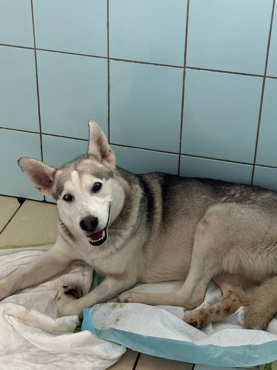 "Хотіли Патрона, а не хворого пса": 4 щемливі історії стражденних собак з притулку в Гостомелі